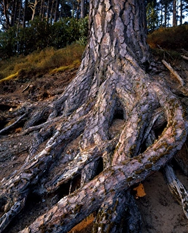 Bark Prints: Scots Pine at Glenferness
