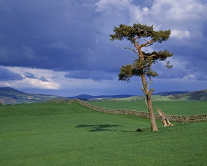 Rolling Hill Prints: Scots Pine near Peebles