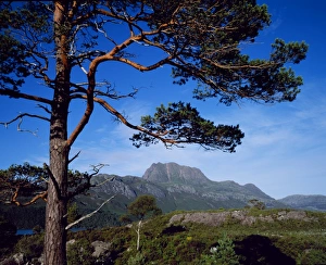 Scot Land Prints: Scots Pine, Slioch