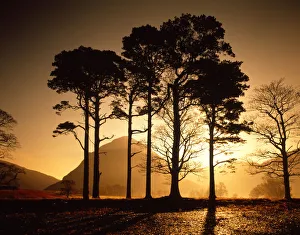 Profile Prints: Scots Pines at Sunrise, Lake District National Park, Cumbria, England