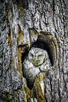 Owls Prints: A screech owl perched in a tree in Ontario Canada
