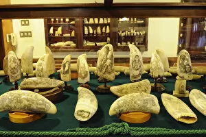 Images Dated 17th January 2011: Scrimshaws are engravings on sperm-whales teeth