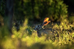 Botswana Collection: Scrub Hare, Okavango Delta, Botswana