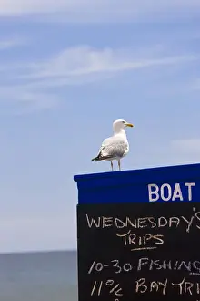 Seagulls Prints: Sea gull sat on boat trip hut, Goodrington, Devon, UK