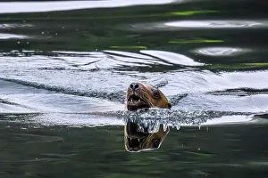 Swimming Prints: Sea Lion, Exchange Cove, Alaska, USA