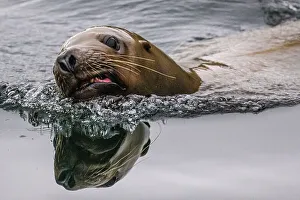 Swimming Prints: Sea Lion, Exchange Cove, Alaska, USA