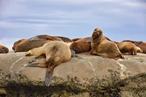Sea lions lying on a rock of the Golfo Nuevo, Puerto Piramides, Peninsula Valdes, Chubut, Patagonia, Argentina