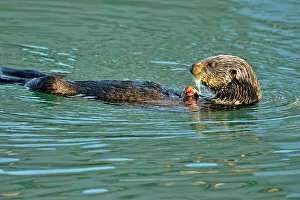 Oceans Seas Prints: Sea otter (Enhydra lutris) Feeding, Morro Bay, California, USA