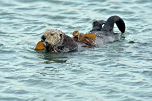 Oceans Seas Prints: Sea otter (Enhydra lutris) With kelp wound around body, Morro Bay, California, USA