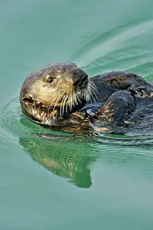 Oceans Seas Prints: Sea otter (Enhydra lutris) Loafing and preening after feeding, Morro Bay, California, USA