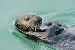 Oceans Seas Prints: Sea otter (Enhydra lutris) Loafing and preening after feeding, Morro Bay, California, USA