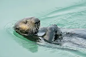 Oceans Seas Prints: Sea otter (Enhydra lutris) Loafing and preening after feeding, Morro Bay, California, USA