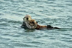 Sea otter (Enhydra lutris) Mother and pup rafting in Morro Bay Estuary, Morro Bay, California, USA