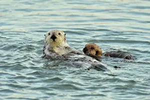 Sea otter (Enhydra lutris) Mother and pup rafting in Morro Bay Estuary, Morro Bay, California, USA