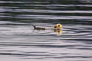 Marine Ecosystem Prints: Sea otter (Enhydra lutris), Pybus Bay, Alaska, USA