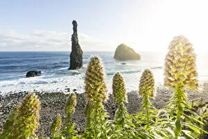 Sea stack rocks Ilheus da Rib and Ribeira da Janela, Porto Moniz, Madeira island