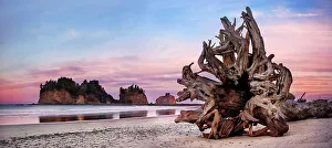 Sea Stacks Prints: Sea Stacks at First Beach, sunrise, La Push Olympic national Park, Washington State, USA