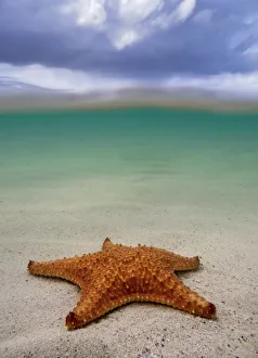 Sea star st Starfish Point, North Side, Grand Cayman, Cayman Islands Sea star st Starfish Point, North Side, Grand Cayman, Cayman Islands