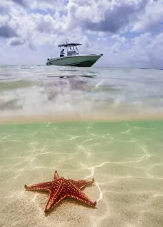 Images Dated 5th May 2020: Sea star st Starfish Point, North Side, Grand Cayman, Cayman Islands