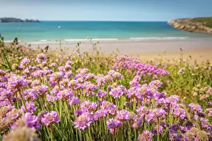Breton Prints: Sea thrift (Armeria maritima) on the beach of Kerloc'h