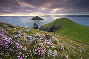 Sea Thrift (Armeria Maritima) growing on the Cornish clifftops at The Rumps, looking