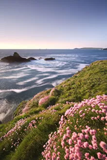Images Dated 8th April 2022: Sea Thrift (Armeria maritima) wildflowers growing on the Cornish clifftops