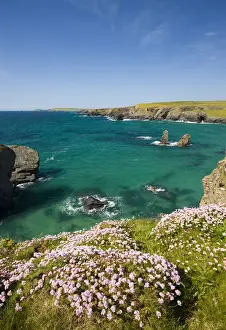 Sea Thrift growing on the Cornish clifftops near Porthcothan Bay, Cornwall, England