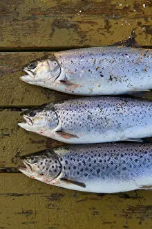 Images Dated 7th May 2010: Sea Trout, Korsor, Denmark