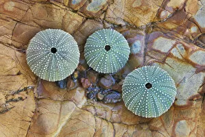Polynesia Collection: Sea urchin sceletons - New Zealand, North Island, Hawkes Bay, Tamaki Strait