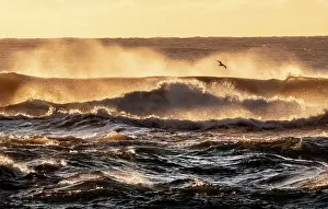 Wave Prints: Seabird flying in front of crashing waves from the black sand beach (Diamond Beach) near Jokulsarlon Glacier Lagoon