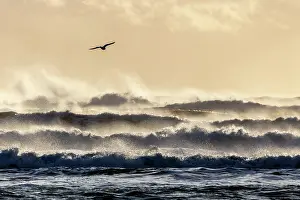 Front Prints: Seabird flying in front of crashing waves from the black sand beach (Diamond Beach) near Jokulsarlon Glacier Lagoon