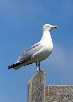 Seagull Prints: A seagull in the Hastings Country Park Natural Reserve, Sussex, England