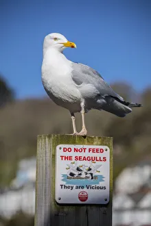 Seagull Prints: Seagull, Looe, Cornwall, England, UK