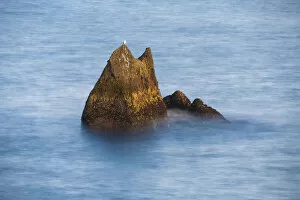 Images Dated 22nd February 2022: Seagull perching on rock formation at Valahnukamol, Reykjanes Peninsula, Iceland