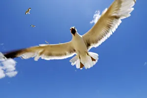 Aggressive Gallery: A seagull trying to defend is cubs, that stayed on the nest in the cliffs. Algarve