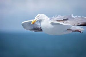 Flying Prints: Seagull in front of the White Cliffs of Dover, Kent, England