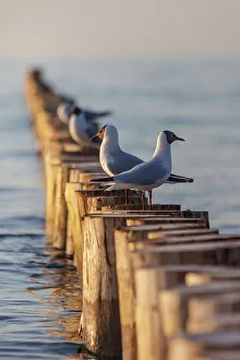 Seabird Prints: Seagulls sit on the groynes on the beach of Zingst in the evening light