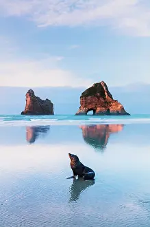 A seal at Wharariki beach with the Archway islands in the background at sunset
