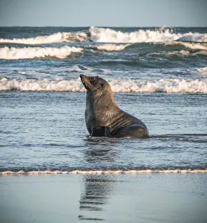 Tasman Sea Prints: Seal in Wharariki Beach, South Island, New Zealand, Oceania