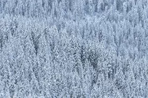 Images Dated 3rd March 2022: Two season colliding together: winter and autumn. This was the first snow of the year on firs at