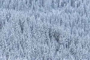 Images Dated 3rd March 2022: Two season colliding together: winter and autumn. This was the first snow of the year on firs at