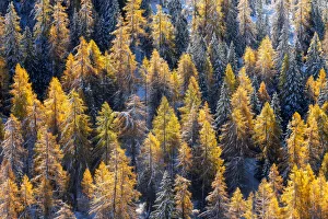 Images Dated 3rd March 2022: Two season colliding together: winter and autumn. This was the first snow of the year on firs