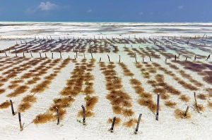 Jambiani Prints: Seaweed farming, Jambiani, Zanzibar, Tanzania