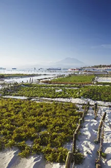Images Dated 19th September 2011: Seaweed being harvested on Jungutbatu beach, Nusa Lembongan, Bali, Indonesia