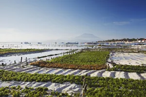 Images Dated 19th September 2011: Seaweed being harvested on Jungutbatu beach, Nusa Lembongan, Bali, Indonesia