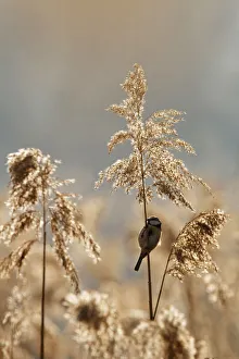Images Dated 19th May 2016: Sebino Natural Reserve, Lombardy, Italy. Blue tit