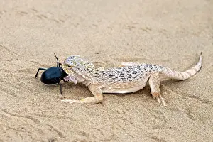 Lizard Prints: Secret toadhead agama lizard (Phrynocephalus mystaceus), Karakalpakstan, Uzbekistan
