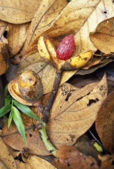Pla Nts Prints: Seed of wild nutmeg