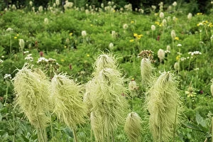 Images Dated 20th April 2023: Seedheads of White Pasqueflower or Western Anemone or Towhead babies (Pulsatilla occidentalis)