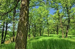 Seine River Forest, Winnipeg, Manitoba, Canada
